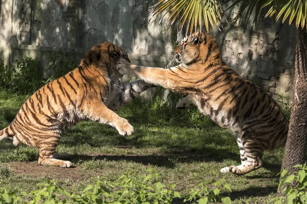 two tigers fight in a zoo in italy