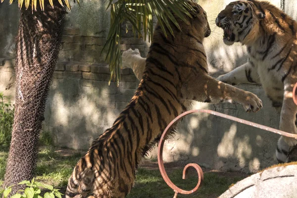 Deux Tigres Battent Dans Zoo Italie — Photo