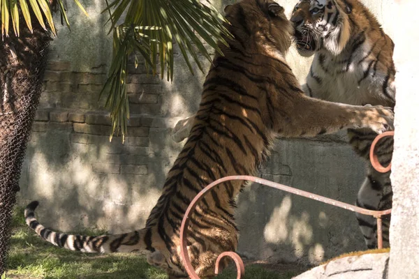 Deux Tigres Battent Dans Zoo Italie — Photo