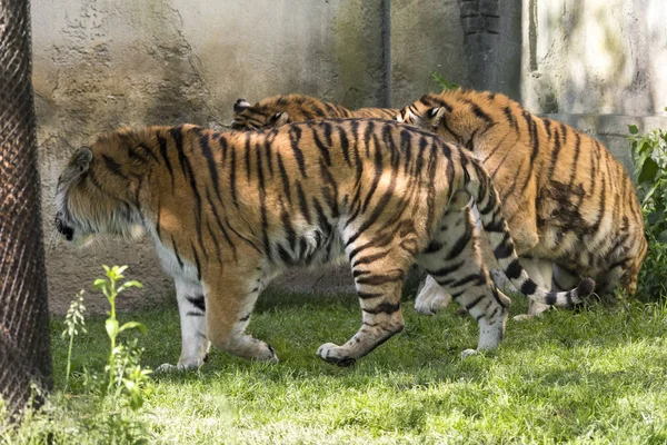 Deux Tigres Battent Dans Zoo Italie — Photo