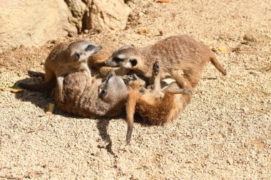 İtalya'da bir hayvanat bahçesinde oynayan mirket yavruları