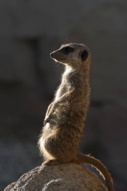 mirketler İtalya'da bir kaya üzerinde izlemek tutmak