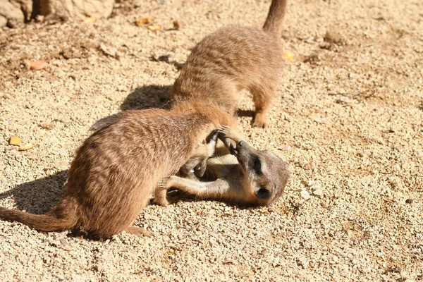 Meerkat Szczenięta Bawią Się Zoo Włoszech — Zdjęcie stockowe