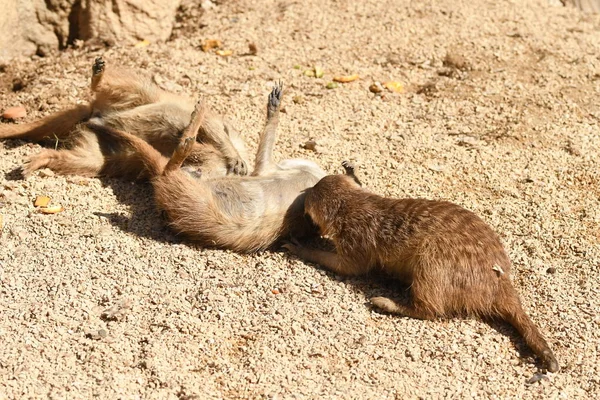 Meerkat Szczenięta Bawią Się Zoo Włoszech — Zdjęcie stockowe