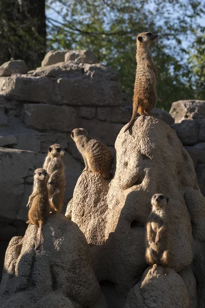 Meerkats Keep Watch Rock Italy — Stock Photo, Image