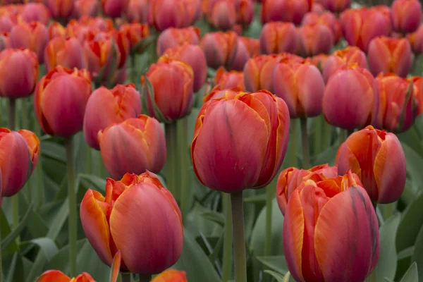 Bunte Tulpen Auf Dem Keukenhof Holland — Stockfoto