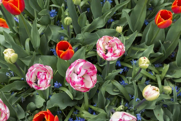 Tulipanes Coloridos Keukenhof Holanda — Foto de Stock