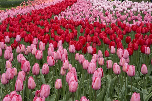 Bunte Tulpen Auf Dem Keukenhof Holland — Stockfoto