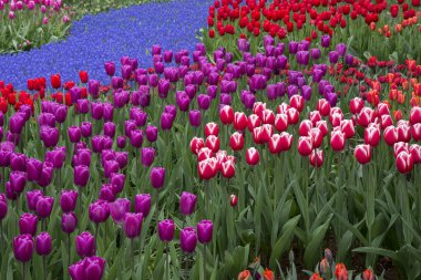 Hollanda'da keukenhof de renkli laleler