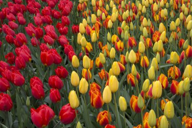 Hollanda'da keukenhof de renkli laleler