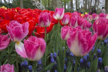 Hollanda'da keukenhof de renkli laleler