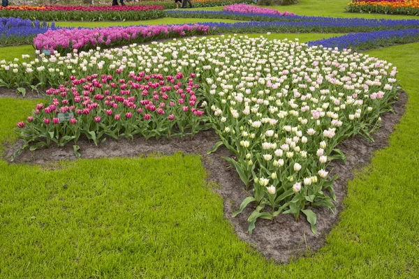Színes Tulipánok Keukenhof Hollandiában — Stock Fotó