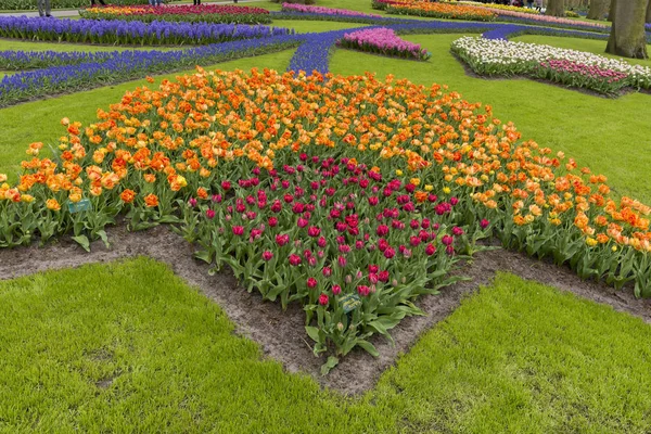 Tulipanes Coloridos Keukenhof Holanda —  Fotos de Stock