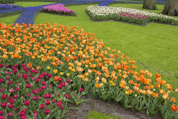 Tulipanes Coloridos Keukenhof Holanda —  Fotos de Stock