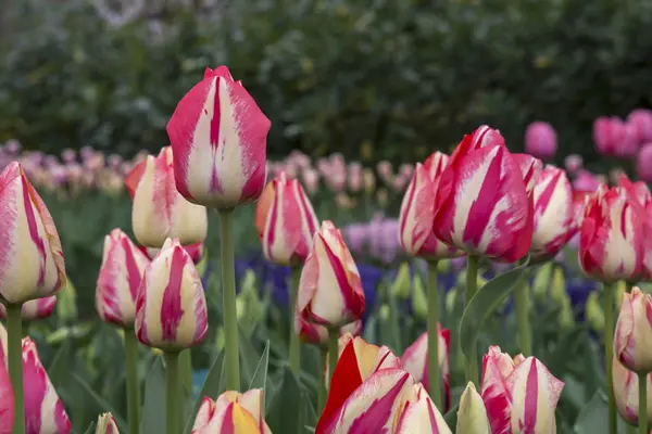 Tulipanes Coloridos Keukenhof Holanda —  Fotos de Stock