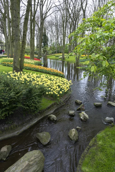 Tulipanes Coloridos Keukenhof Holanda —  Fotos de Stock