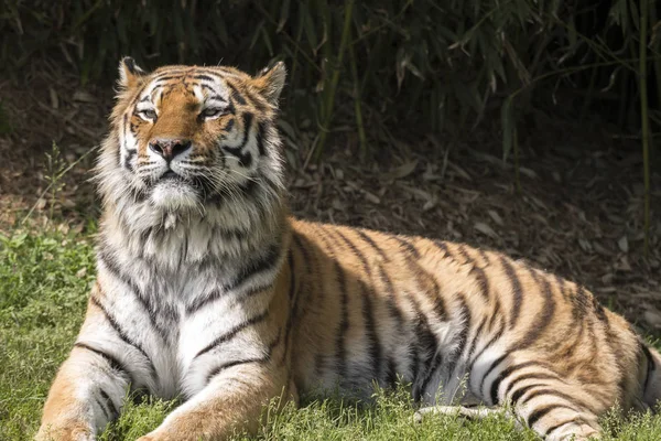 Tiger Ruht Einem Zoo Italien — Stockfoto