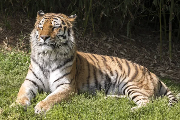 Tiger Ruht Einem Zoo Italien — Stockfoto