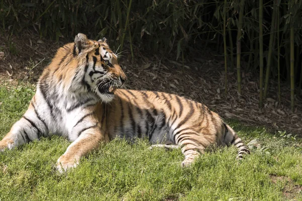 Tiger Rust Een Dierentuin Italië — Stockfoto