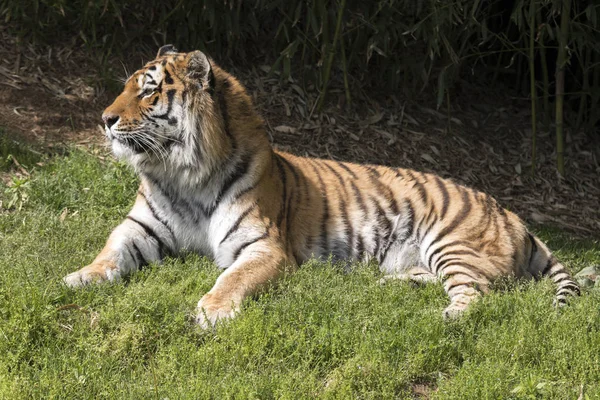 Tiger Ruht Einem Zoo Italien — Stockfoto