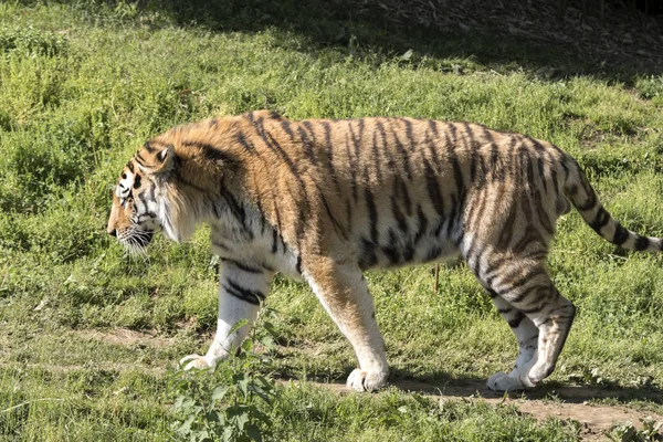 Tygrys Odpoczynku Zoo Włoszech — Zdjęcie stockowe