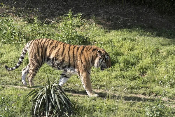Тигр Отдыхает Зоопарке Италии — стоковое фото