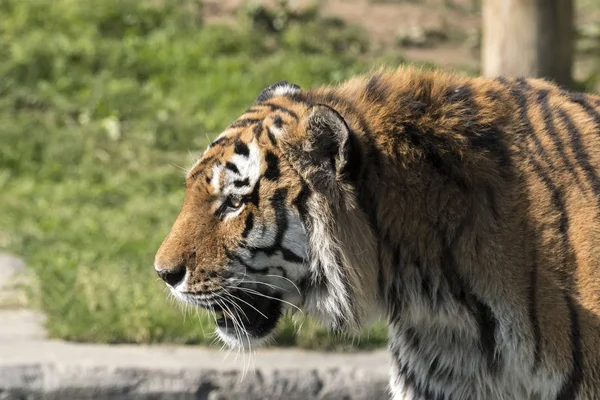 Tigre Descansando Zoológico Italia — Foto de Stock