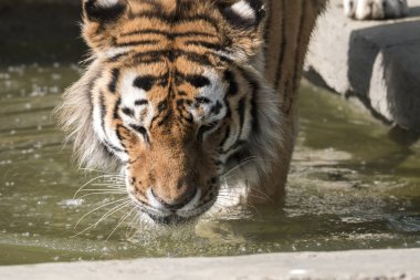 İtalya 'da bir hayvanat bahçesinde dinlenme kaplan