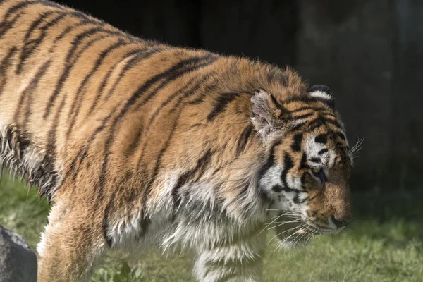 Tigre Reposant Dans Zoo Italie — Photo