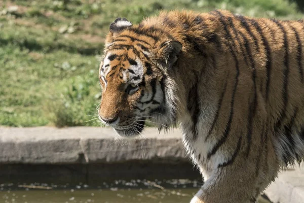 Tigre Reposant Dans Zoo Italie — Photo