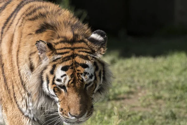 Tigre Reposant Dans Zoo Italie — Photo