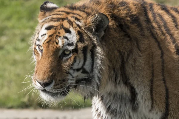 Tiger Ruht Einem Zoo Italien — Stockfoto