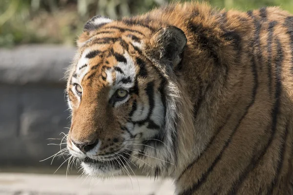 Tiger Vilar Djurpark Italien — Stockfoto