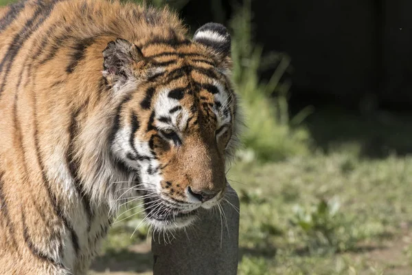 Tigre Reposant Dans Zoo Italie — Photo