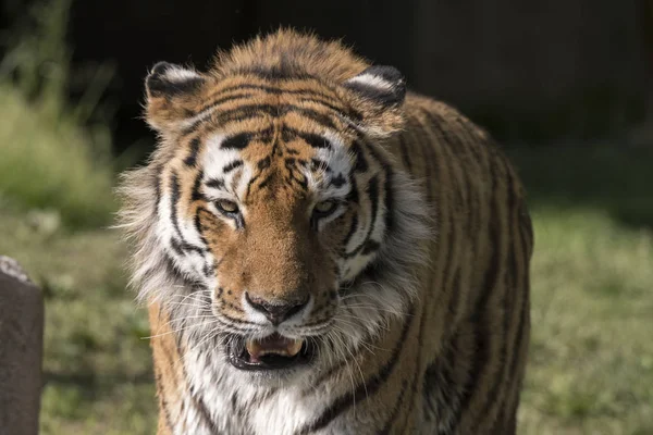 Tiger Vilar Djurpark Italien — Stockfoto