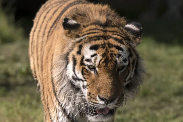 Tigre Descansando Zoológico Italia — Foto de Stock