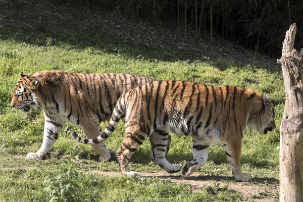 Tiger Rust Een Dierentuin Italië — Stockfoto