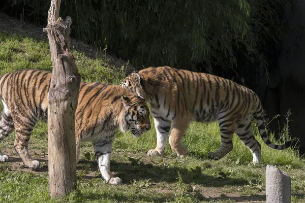 Tygrys Odpoczynku Zoo Włoszech — Zdjęcie stockowe