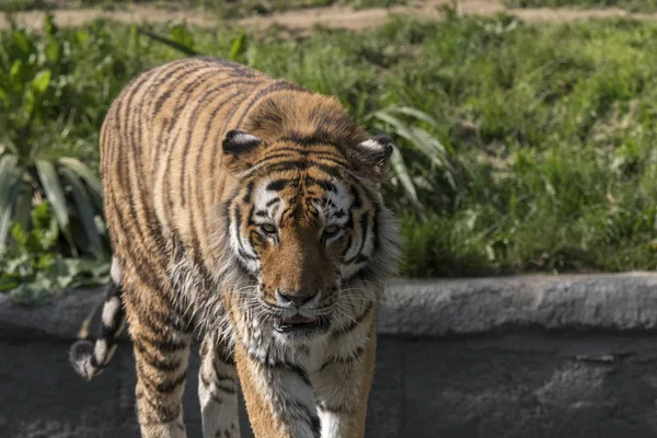 Tiger Rust Een Dierentuin Italië — Stockfoto