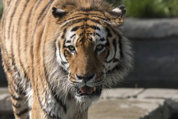 Tiger Vilar Djurpark Italien — Stockfoto