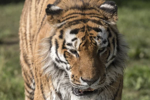 Tigre Descansando Zoológico Italia — Foto de Stock