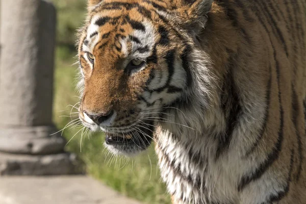 Tigre Descansando Zoológico Italia — Foto de Stock