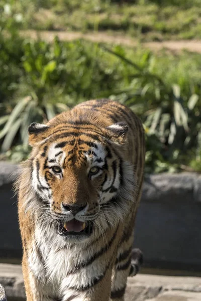 Tigre Reposant Dans Zoo Italie — Photo