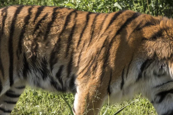 Tigre Reposant Dans Zoo Italie — Photo