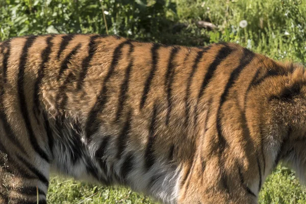 Tigre Reposant Dans Zoo Italie — Photo