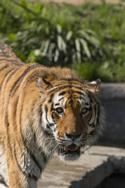 Tigre Descansando Zoológico Italia — Foto de Stock