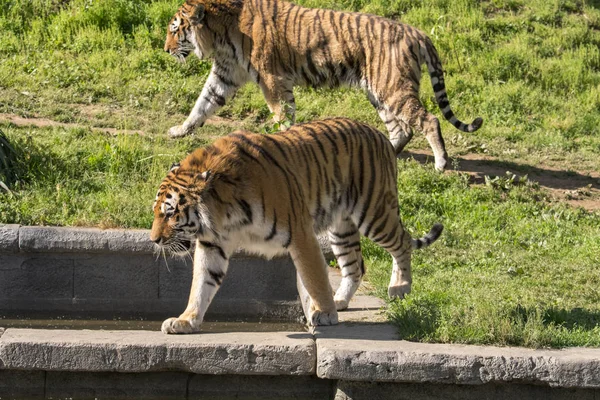 Тигр Отдыхает Зоопарке Италии — стоковое фото