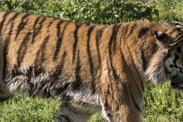 Tigre Che Riposa Uno Zoo Italia — Foto Stock