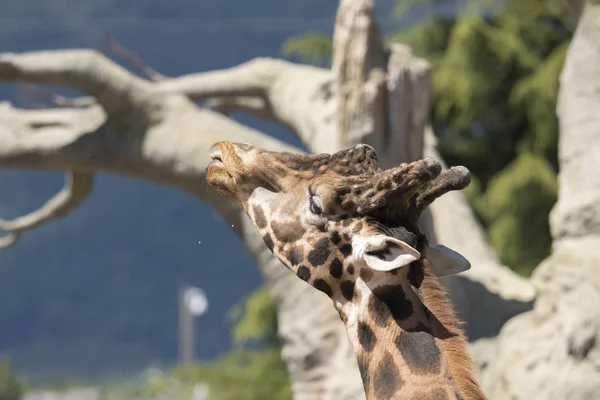 Подробности Жирафе Зоопарке Италии — стоковое фото