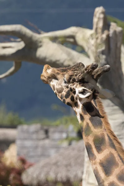 Detalhes Uma Girafa Zoológico Itália — Fotografia de Stock